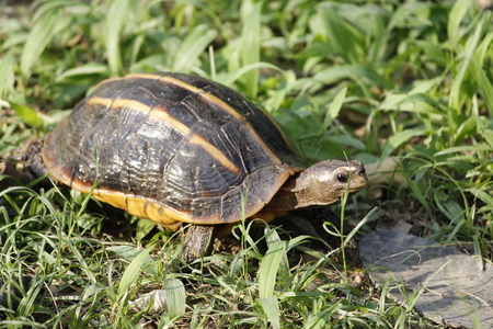 Beautiful wild baby turtle in the forestの写真素材