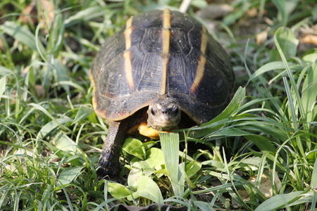 Beautiful wild baby turtle in the forestの写真素材