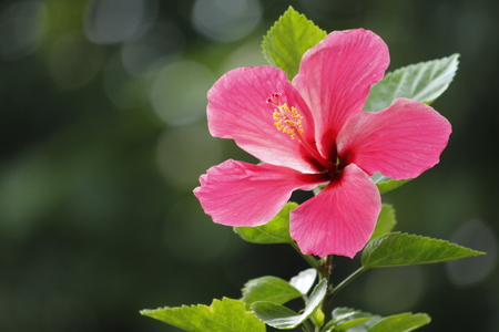 Beautiful Pink Hibiscus Flowerの写真素材