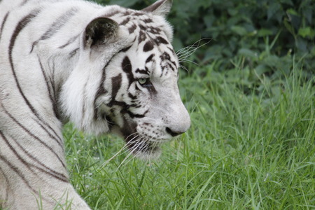 Dangerous White Siberian Tigerの写真素材