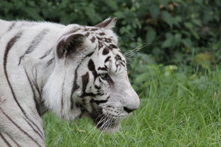 Dangerous White Siberian Tigerの写真素材