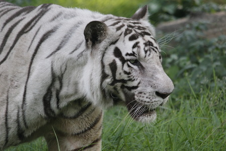 Dangerous White Siberian Tigerの写真素材