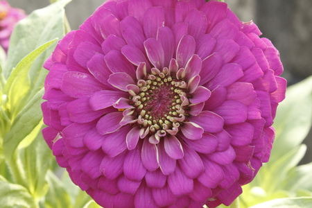 Violet Zinnia Flowerの写真素材