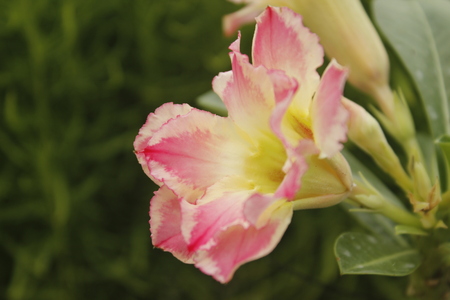 Beautiful Adenium Obesum Flowerの写真素材