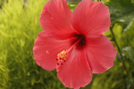 Beautiful Red Hibiscus Rosaの写真素材