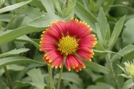 Beautiful Gallirdia Pulchella Flowerの写真素材