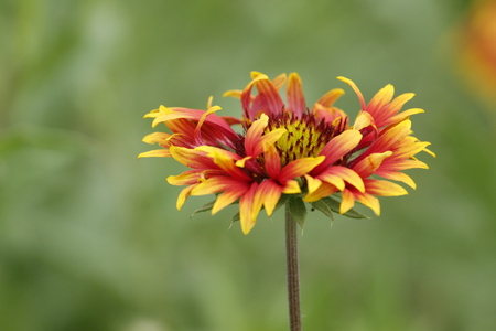 Beautiful Gallirdia Pulchella Flowerの写真素材