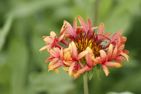 Beautiful Gallirdia Pulchella Flowerの写真素材