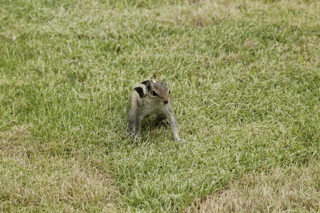 Beautiful Squirrel Playing in the Groundの写真素材