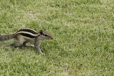 Beautiful Squirrel Playing in the Groundの写真素材