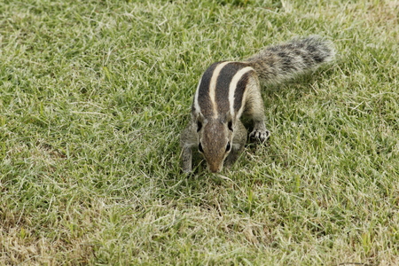 Beautiful Squirrel Playing in the Groundの写真素材