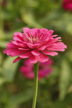 Beautiful Zinnia Flowerの写真素材