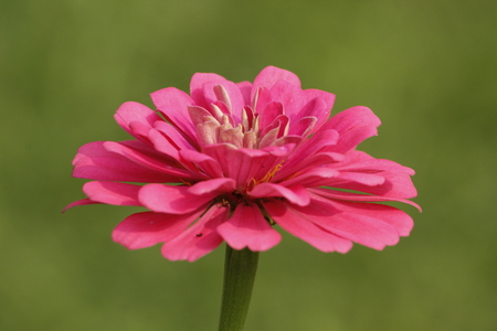 Beautiful Zinnia Flowerの写真素材