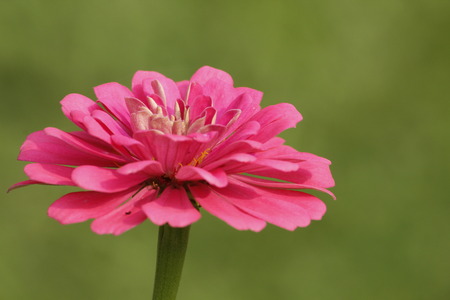 Beautiful Zinnia Flowerの写真素材