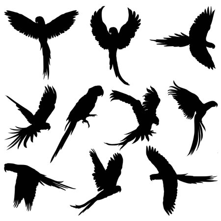 set of silhouettes of parrotのイラスト素材