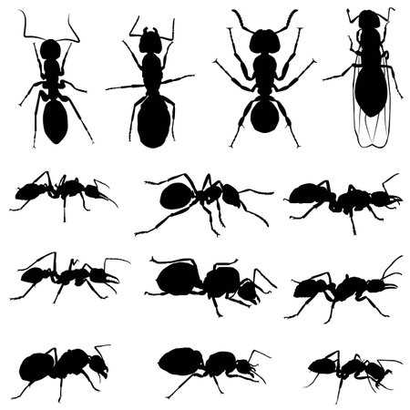 Silhouettes of various types of ants, Silhouettes of ants. thirteen ant silhouettesのイラスト素材