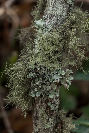 Green Lichens Hanging on a Branch of a Tree, on a Cloudy Day