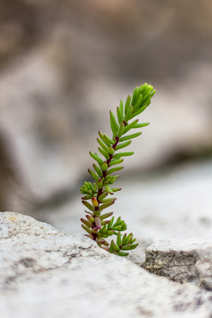 Green Plant Branch Isolated on a Rockの写真素材