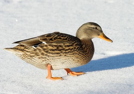 Mallad on the iceの写真素材