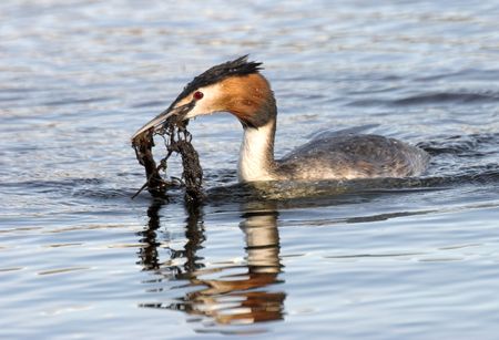 Great Crested Grebeの写真素材