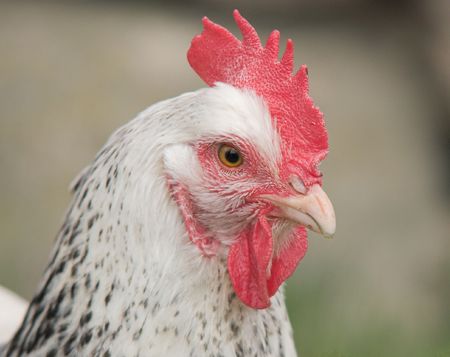 Rooster
