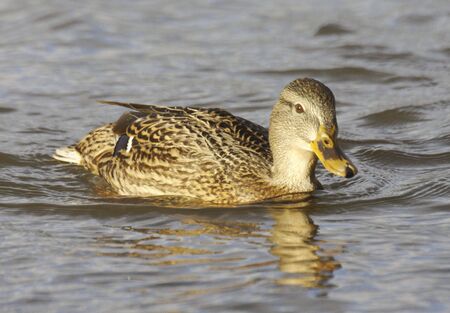 Mallardの写真素材