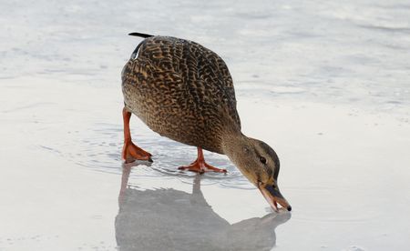 Mallard on the ice.の写真素材