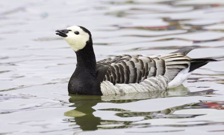 Barnacle gooseの写真素材