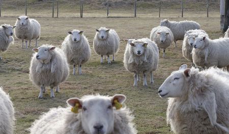sheep
