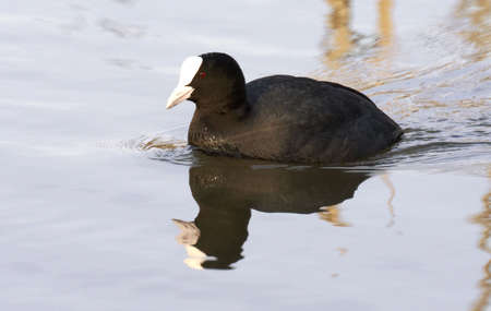Common Coot.の写真素材