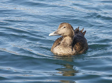 Common eiderの写真素材
