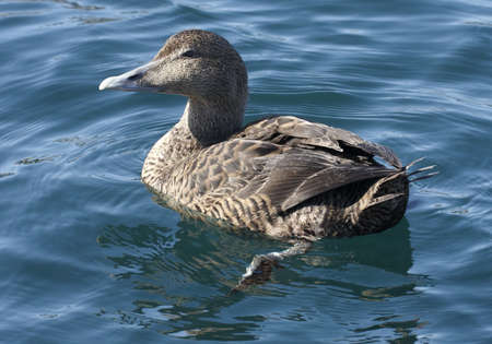 Common eiderの写真素材