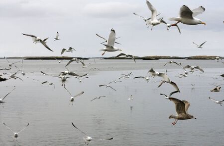 Seagullの写真素材