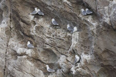 Nesting cliffの写真素材