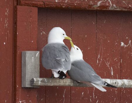 Nesting Wall. Norway 2008の写真素材