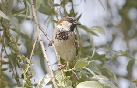 Sparrow in the treeの写真素材