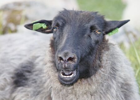 Sheep with black head.の写真素材