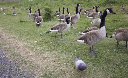Goose in the park.