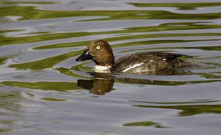 female Goldeneye.の写真素材