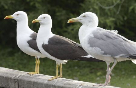 Seagull. の写真素材
