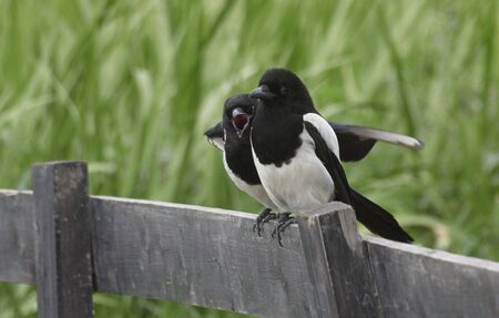 Magpie on the fence.の写真素材