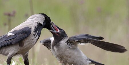feedingの写真素材