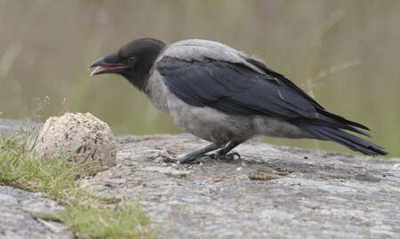 Norwegian Hooded Crow