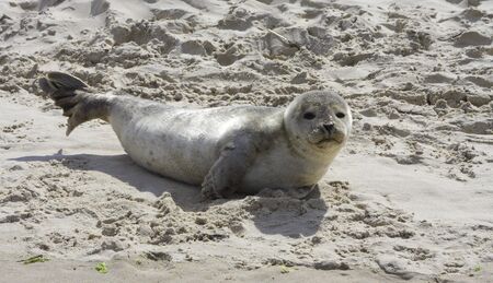 Seal in the sand.の写真素材