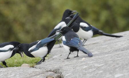 Magpie meetingの写真素材