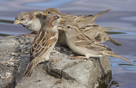 Gray sporrowの写真素材