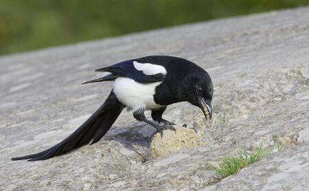 Magpie on a rockの写真素材