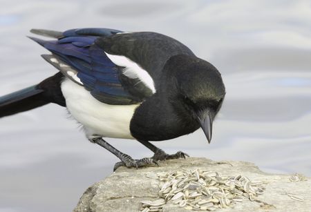 Magpie near the waterの写真素材