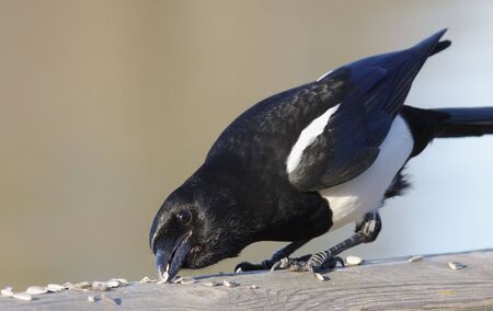 magpie eating seedの写真素材
