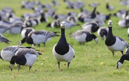 Flockの写真素材